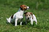 JACK RUSSEL 084